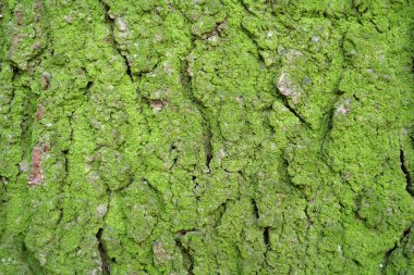 Green moss on bark of tree