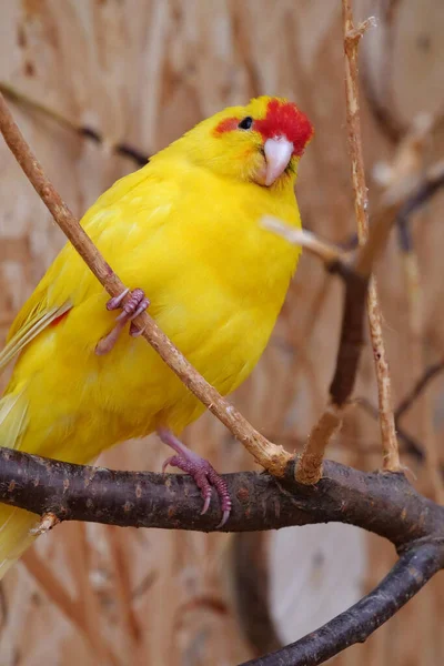 Yellow parrot sits on a branch in an aviary