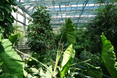 Beautiful green plants grows in hothouse. Healthy green trees in greenhouse, ecological balance and development of planet, natural clean production and nutrition. Protection of rare plant species