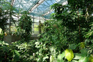 Beautiful green plants grows in hothouse. Healthy green trees in greenhouse, ecological balance and development of planet, natural clean production and nutrition. Protection of rare plant species
