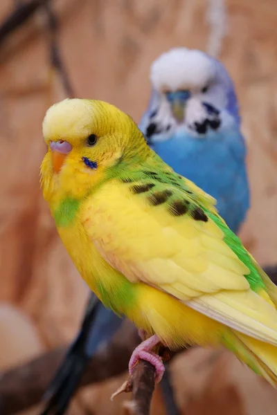 Beautiful yellow and blue parrots sits on a branch in aviary, budgerigar or undulated grass parakeet, Melopsittacus undulatus