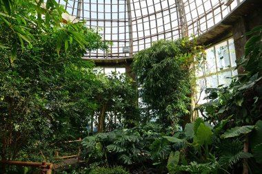 Beautiful green tropical plants in conservatory, ecological development of planet