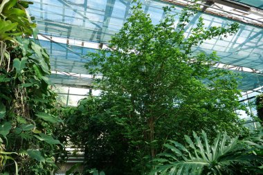 Beautiful green plants grows in hothouse. Healthy green trees in greenhouse, ecological balance and development of planet, natural clean production and nutrition. Protection of rare plant species