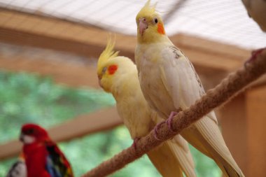 Beautiful parrots with yellow and white feathers sits on a rope