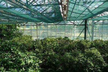 Beautiful green plants grows in hothouse. Healthy green trees in greenhouse, ecological balance and development of planet, natural clean production and nutrition. Protection of rare plant species