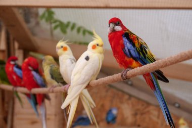 Beautiful parrot with colorful feathers sits on a rope