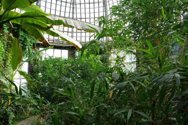 Büyük yeşil tropikal bitkiler seradaki saksılarda, bahçecilikte yetişir.