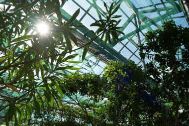 Bitkilerde fotosentez. Serada yeşil bitkiler yetişiyor. Güneş bitkilerin üzerinde parlıyor. Yeni bitki çeşitleri yetiştirmek. Nadir bitki türlerinin korunması. Sağlıklı yeşil ağaçlar, tarım bilimsel araştırmaları