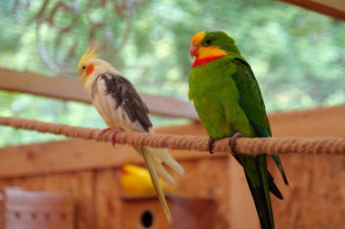 Multi-colored parrots sit on a rope in the aviary
