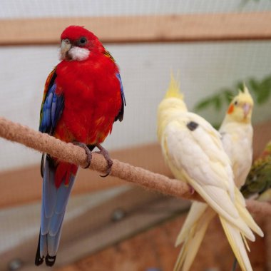 Colorful parrots sit on a rope in the aviary