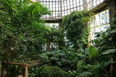 Serada yeşil bitkiler yetişiyor. Güneş bitkilerin üzerinde parlıyor. Bitkilerde fotosentez. Yeni bitki çeşitleri yetiştirmek. Nadir bitki türlerinin korunması. Sağlıklı yeşil ağaçlar, tarım bilimsel araştırmaları