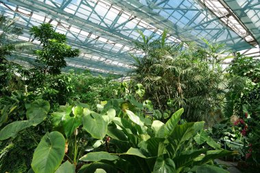 Green plants grows in hothouse, luminous with sunlight. Photosynthesis in plants. Sun shines on plants. Breeding new plant varieties. Protection of rare plant species. Agriculture scientific research
