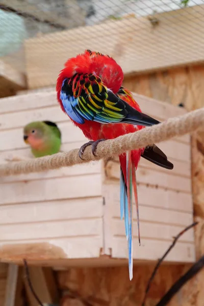 Beautiful multi-colored parrot hid its head under its wing