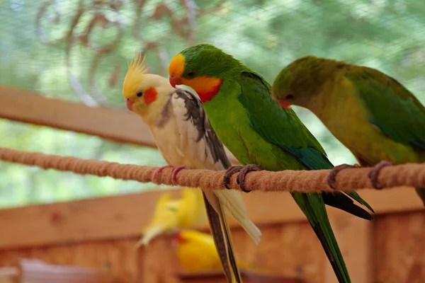 Multi-colored parrots sit on a rope in aviary