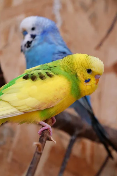 Beautiful yellow and blue parrots sits on a branch in aviary, budgerigar or undulated grass parakeet, Melopsittacus undulatus