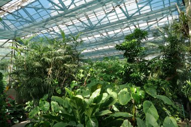 Healthy green trees grows in greenhouse, ecological balance of planet, natural clean production and nutrition