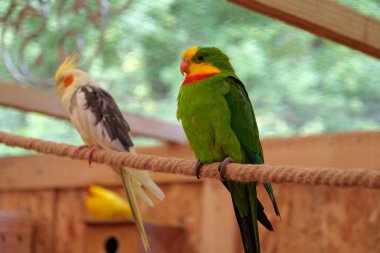 Colorful  parrots sit on a rope in an aviary for birds