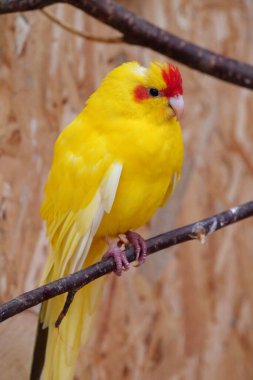 Small parrot with colorful yellow and red feathers sits on a branch in an aviary
