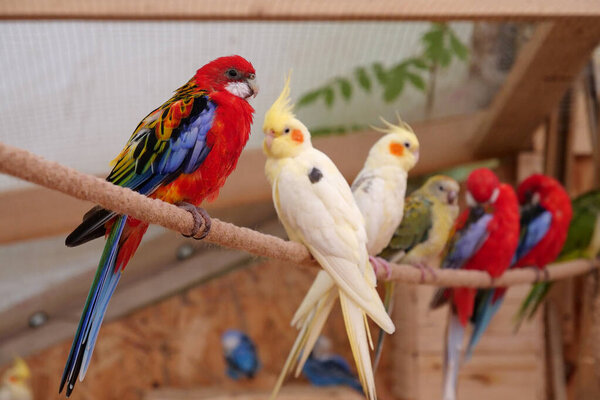 Попугай с разноцветными перьями сидит на веревке