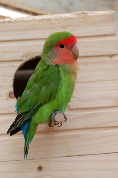 Parrot with green and red feathers sits near birdhouse