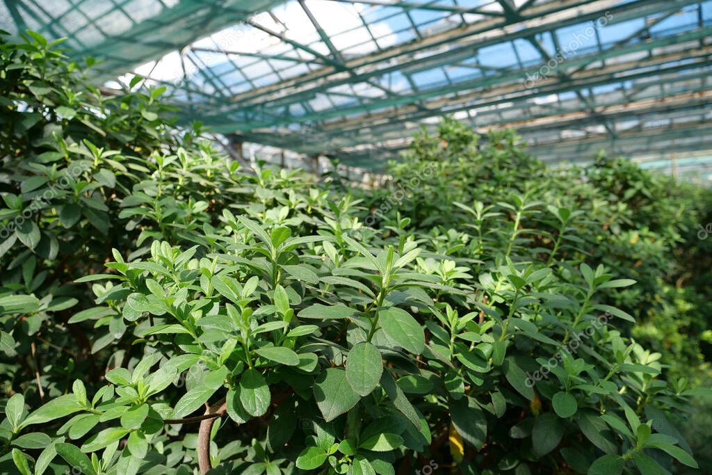 Beautiful green plants grows in hothouse. Healthy green trees in