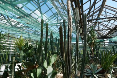 Healthy cactuses grows in greenhouse, ecological balance of planet, natural clean production and nutrition