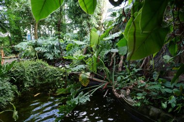 Ecological development of planet. Natural clean production and nutrition. Beautiful green plants in greenhouse