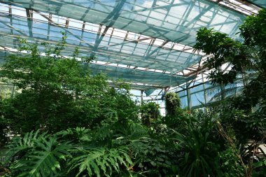 Beautiful green plants grows in hothouse. Healthy green trees in greenhouse, ecological balance and development of planet, natural clean production and nutrition. Protection of rare plant species