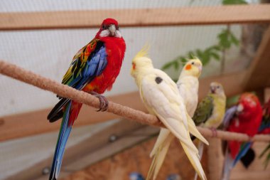 Parrots with colorful feathers sits on rope in the aviary