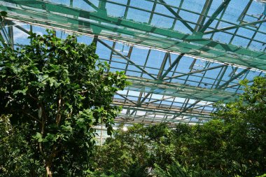 Protection and safe of rare plant species. Green plants grows in greenhouse. Healthy green trees in greenhouse, ecological balance and development of planet, natural clean production and nutrition