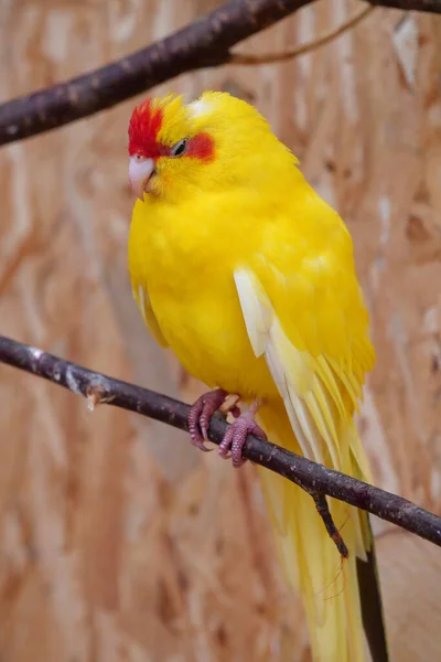 Beautiful parrot with yellow and red feathers sits on a branch with half closed eyes