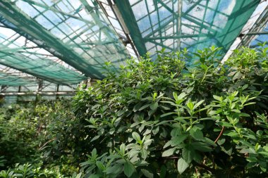 Beautiful green plants grows in hothouse. Healthy green trees in greenhouse, ecological balance and development of planet, natural clean production and nutrition. Protection of rare plant species