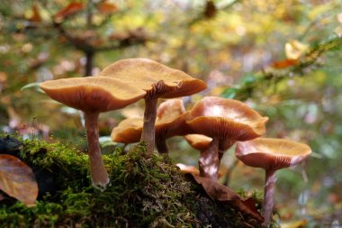 Yellow mushrooms growing in forest