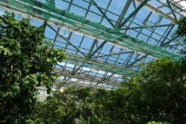 Cultivation and protection of rare plant species listed in the Red Book. Green young plants and trees grows in hothouse. Ensuring the survival of rare plant species