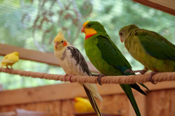 Multi-colored parrots sit on rope in the aviary