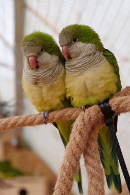 Beautiful yellow-green parrots sits on a rope in an aviary