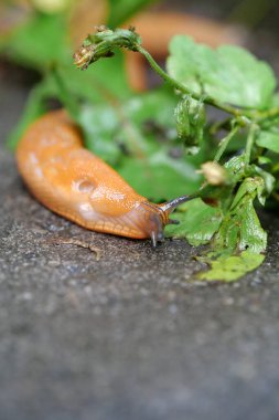 Yellow slug crawls on wet asphalt after rain