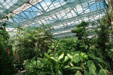 Green plants grows in greenhouse. Cultivation and protection of rare plant species listed in the Red Book. Green trees in hothouse, environmental safety and reliability