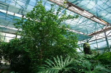 Healthy green trees grows in greenhouse, ecological balance of planet, natural clean production and nutrition