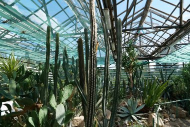 Green cactuses grows in greenhouse. Cultivation and protection of rare plant species listed in the Red Book. Green trees in hothouse, environmental safety and reliability