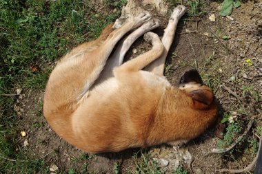 Dog sleeps on the ground