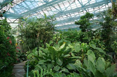 Protection and safe of rare plant species. Green plants grows in greenhouse. Healthy green trees in greenhouse, ecological balance and development of planet, natural clean production and nutrition