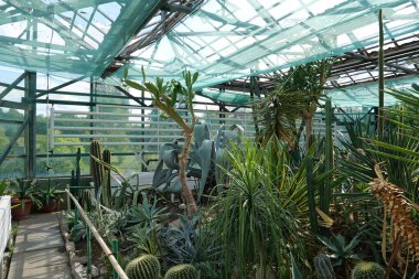 Green plants grows in greenhouse. Cultivation and protection of rare plant species listed in the Red Book. Green trees in hothouse, environmental safety and reliability