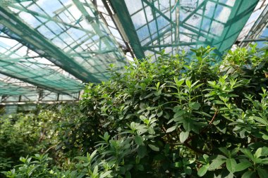 Healthy green trees grows in greenhouse, ecological balance of planet, natural clean production and nutrition