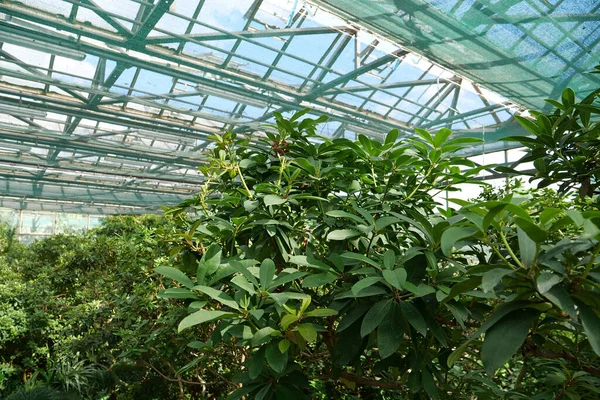 Green Plants Grows Greenhouse Cultivation Protection Rare Plant Species Listed — 图库照片