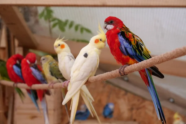 Beautiful Parrots Colorful Feathers Sits Rope — Stockfoto