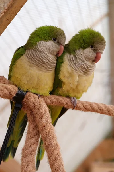 Pair Yellow Green Parrots Sits Rope Aviary — Stock Fotó