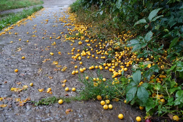 Yellow Ripe Cherry Plum Fell Tree Lies Road Prunus Cerasifera —  Fotos de Stock