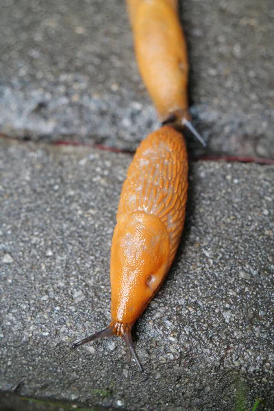 Two Yellow Slugs Crawls Wet Asphalt Rain — Stock Photo, Image