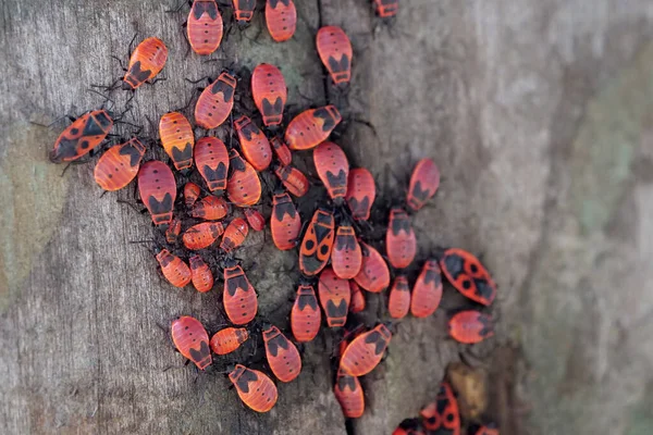 Firebugs Pyrrhocoris Apterus Είναι Ένα Κοινό Έντομο Της Οικογένειας Pyrrhocoridae — Φωτογραφία Αρχείου